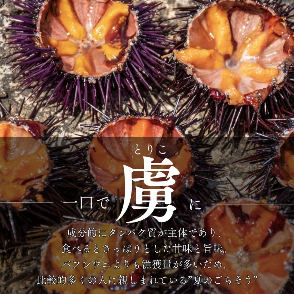 殻付きウニの写真